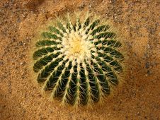 Ball Cactus Royalty Free Stock Photos Ball Cactus Royalty Free Stock Photos