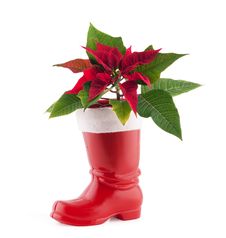 Christmas Decoration Poinsettia Stock Photos Christmas Decoration Poinsettia Stock Photos