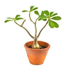 Desert Rose Royalty Free Stock Photos Desert Rose Royalty Free Stock Photos