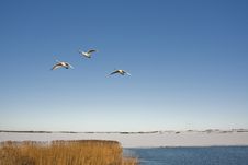 Three Swans Flying Over Lake Royalty Free Stock Image