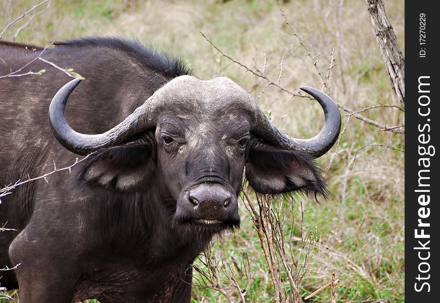 Close- up of Buffalo from Kruger National Park