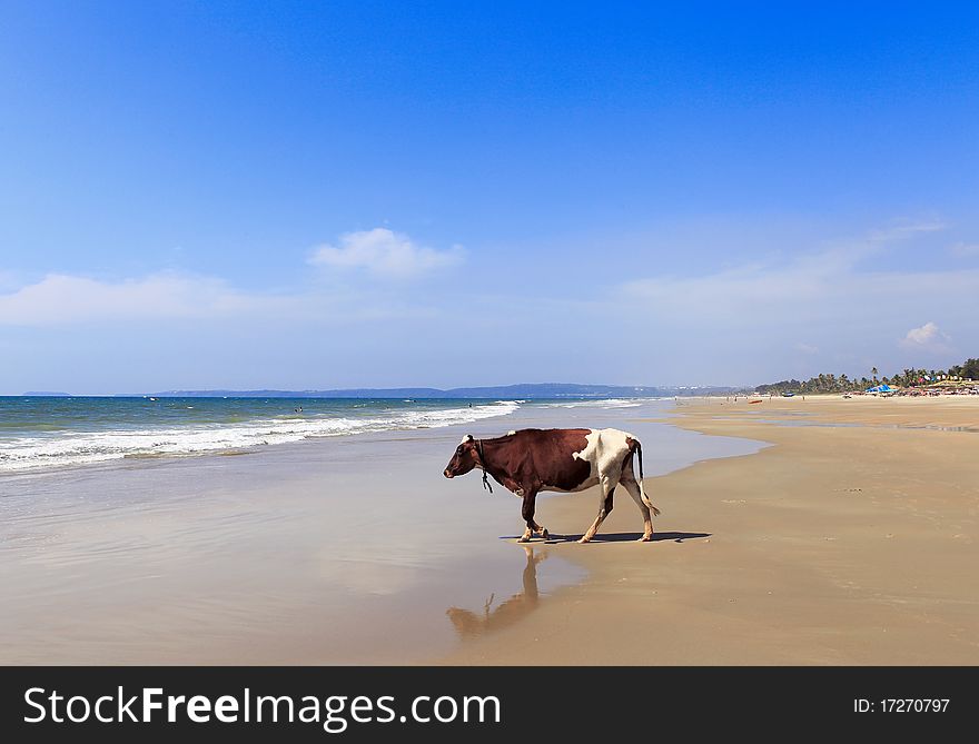 Cow In The Beach