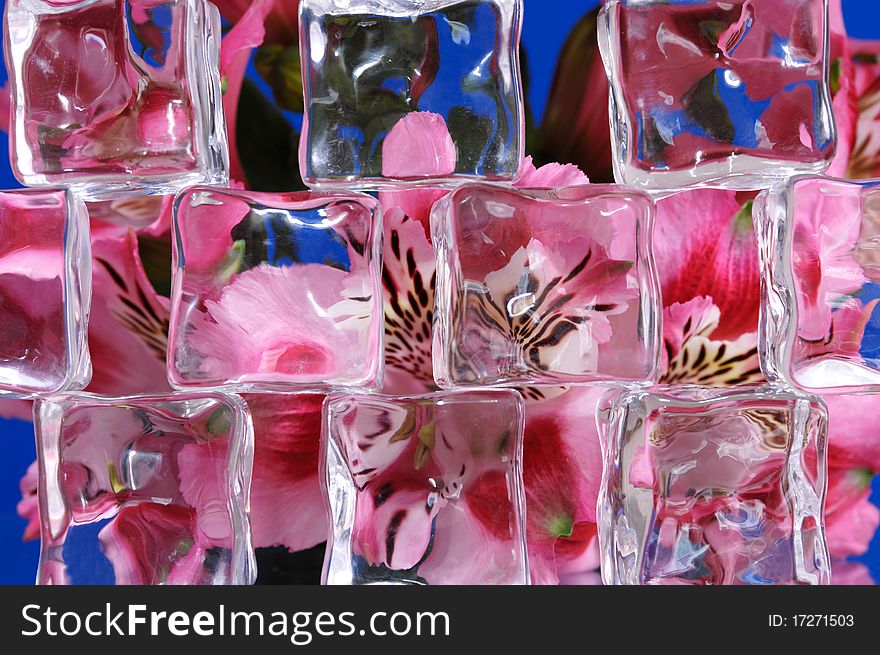 Pink peruvian lilies behind ice cubes. Pink peruvian lilies behind ice cubes