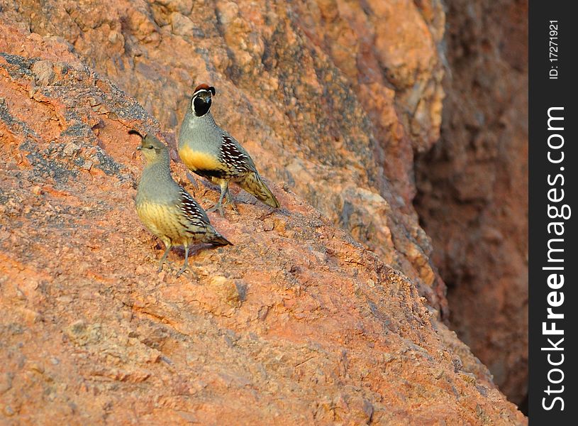 Gambles quail, common in Arizona. The top more colorful bird is the male