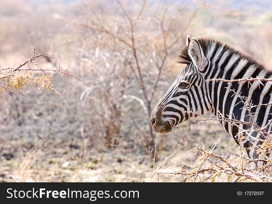 A zebra standing in the veld