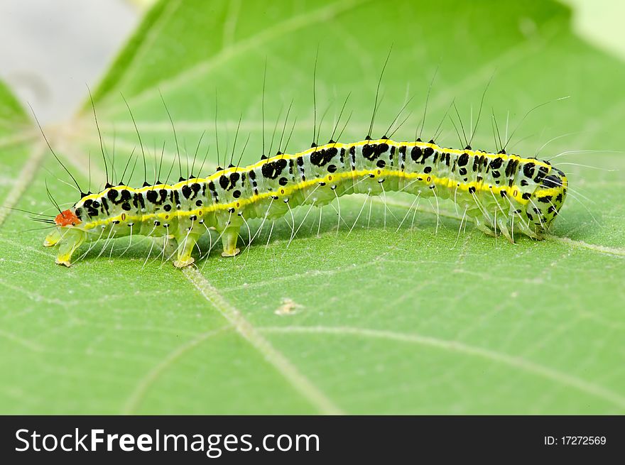 A cute caterpillar on leaf