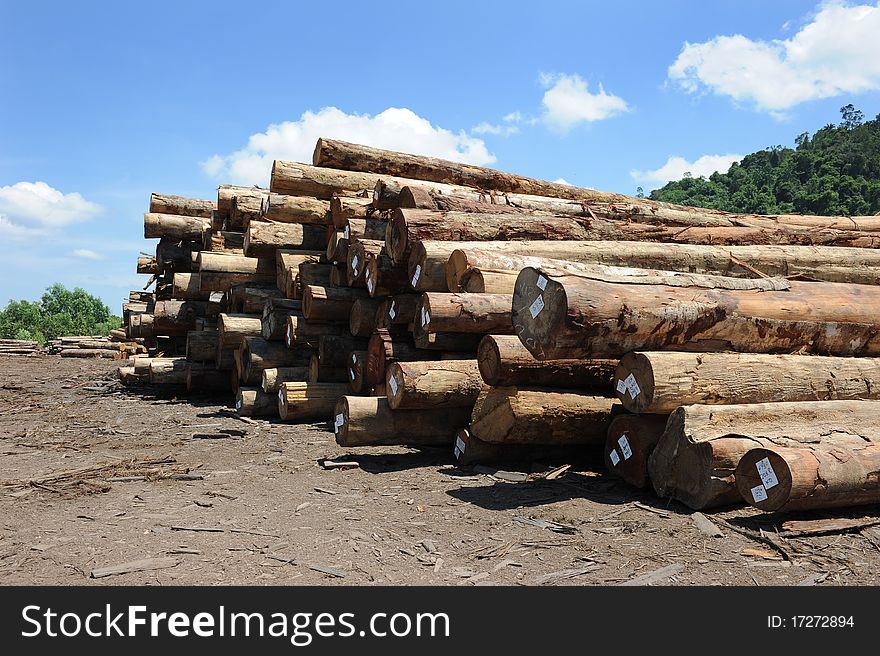 A pile of trunk wood with tag,ready to process. A pile of trunk wood with tag,ready to process