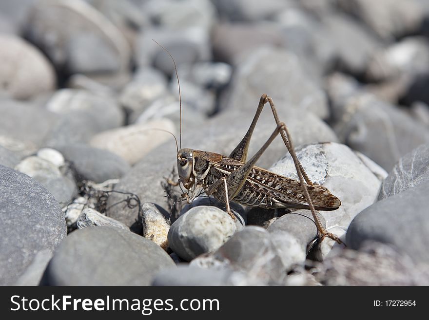 Grasshopper on the stones , biside the sea...