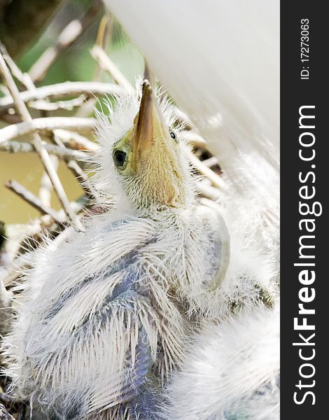 Young egret chick, down and pin feathers showing, in nest. Young egret chick, down and pin feathers showing, in nest
