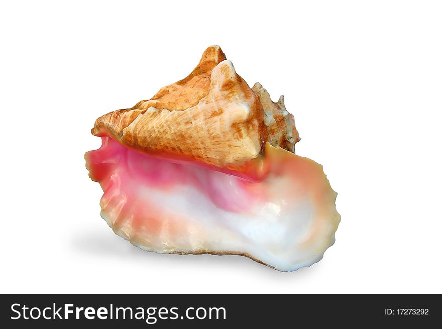 Pearly pink conch shell isolated on a white background. Pearly pink conch shell isolated on a white background