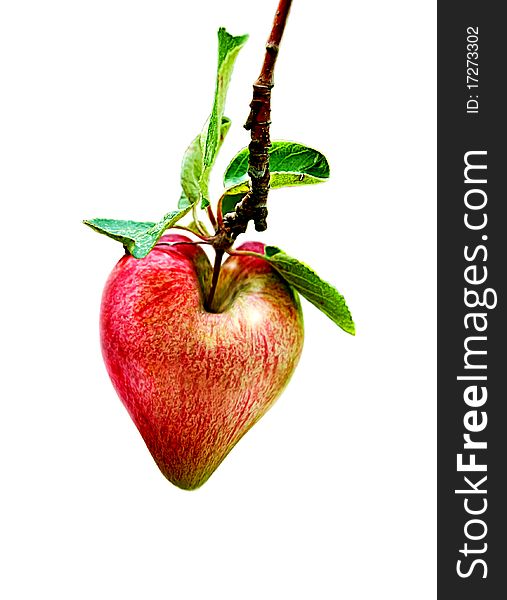 Heart shaped apple on tree branch isolated on a white background. Heart shaped apple on tree branch isolated on a white background