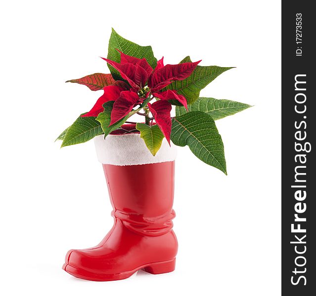 Christmas decoration poinsettia in Santa Claus Boots isolated on white