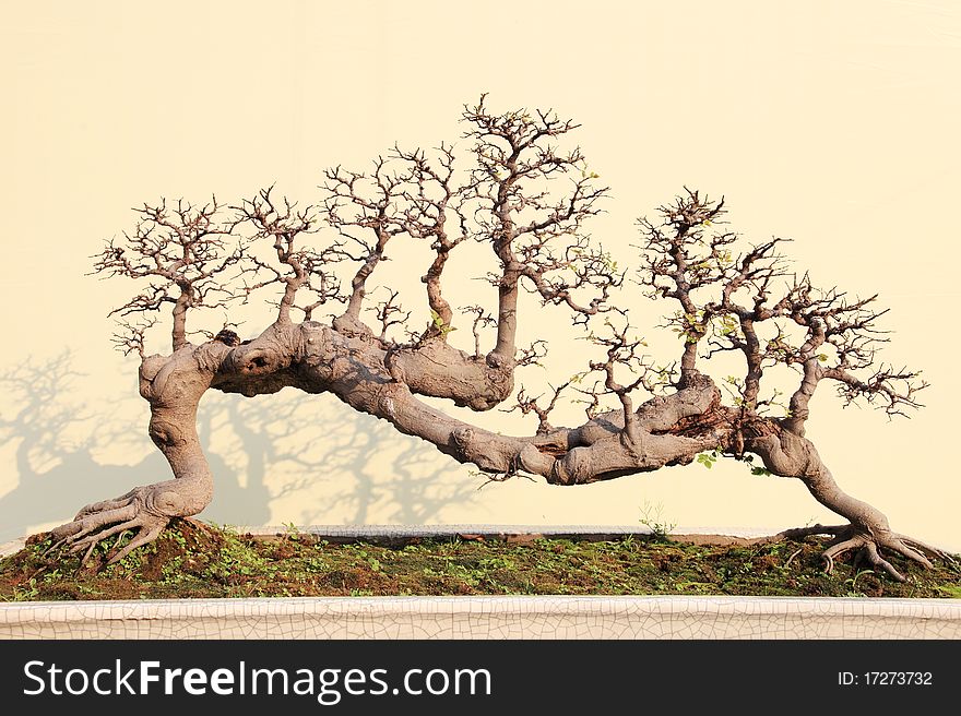 A bonsai of banyan in pot, miniascape