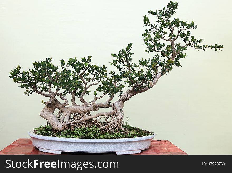 A bonsai of banyan in pot, miniascape