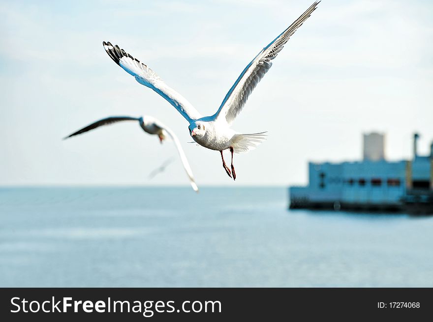 Wild seagull in nature at Bang Pu beach