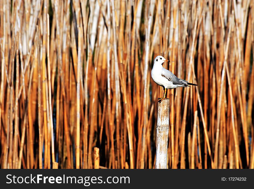 Wild seagull in nature at Bang Pu beach