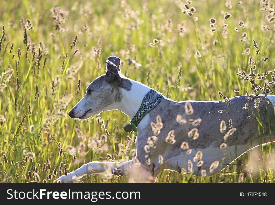 Whippet Running Through Meadow