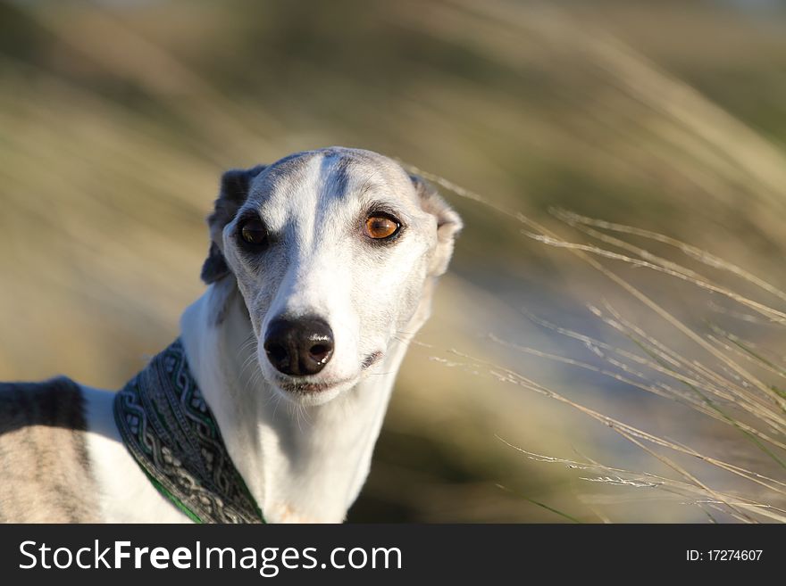 A whippet suffering from Masticatory Muscle Myositis, an auto-immune disease which causes shrinkage of the muscles in the dog's head. A whippet suffering from Masticatory Muscle Myositis, an auto-immune disease which causes shrinkage of the muscles in the dog's head.