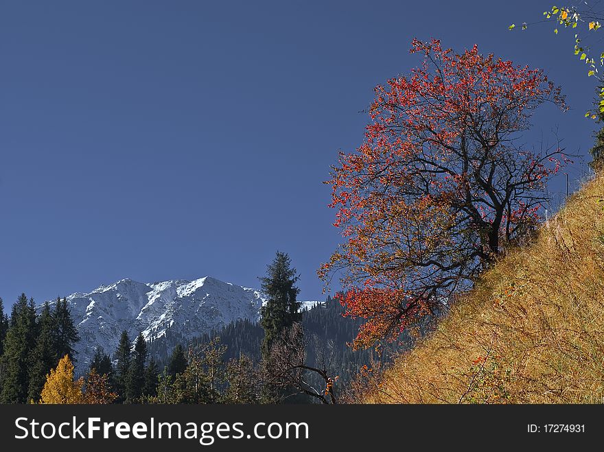 Early autumn in the mountain. Early autumn in the mountain