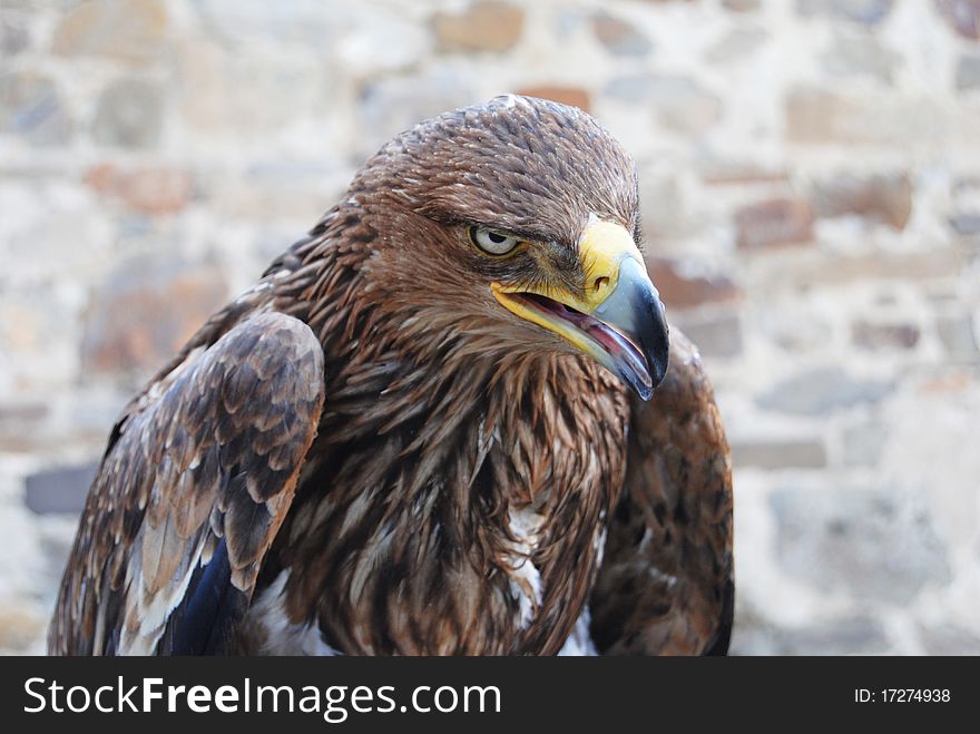 Eagle against the fortress wall,piercing looks ready to attack. Eagle against the fortress wall,piercing looks ready to attack