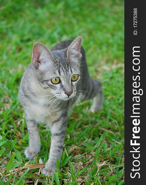 Gray cat on garden from thailand