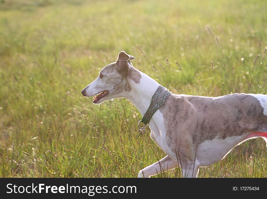 Whippet Trotting Through Grass, Sunset