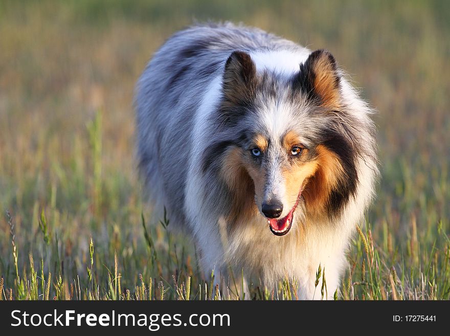 A beautiful merle blue Shetland sheepdog. A beautiful merle blue Shetland sheepdog.