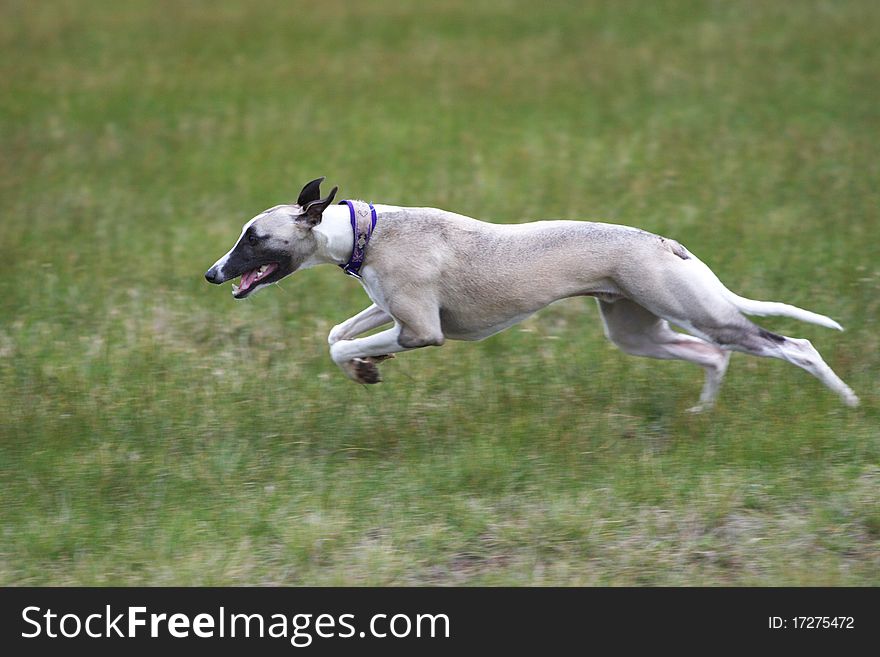 Whippet running freely in a field. Whippet running freely in a field.