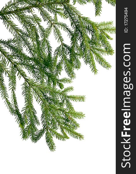 Green branch of fir-tree on white background. Green branch of fir-tree on white background