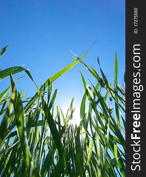 Grass and clear sky. Nature composition. Grass and clear sky. Nature composition.