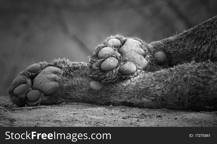 Artistic look at lion paws. Artistic look at lion paws