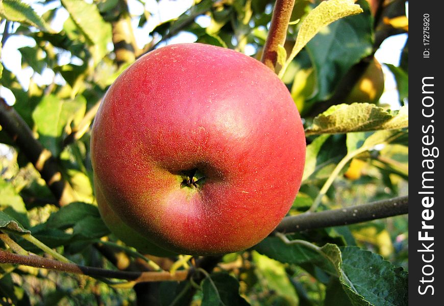 Closeup red apple on tree. Closeup red apple on tree
