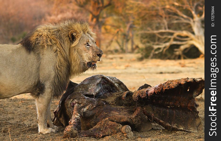 Male lion feeding on a buffalo kill. Male lion feeding on a buffalo kill