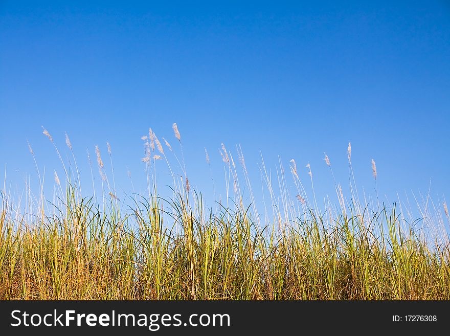 Grass in autumn, alone and romance atmosphere