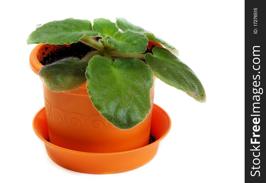 Green violet in orange pot on white background