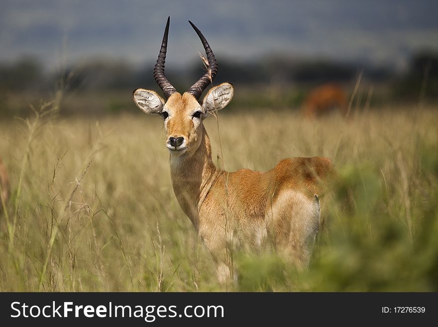 An Impala standing alone on the savannah in Uganda. An Impala standing alone on the savannah in Uganda