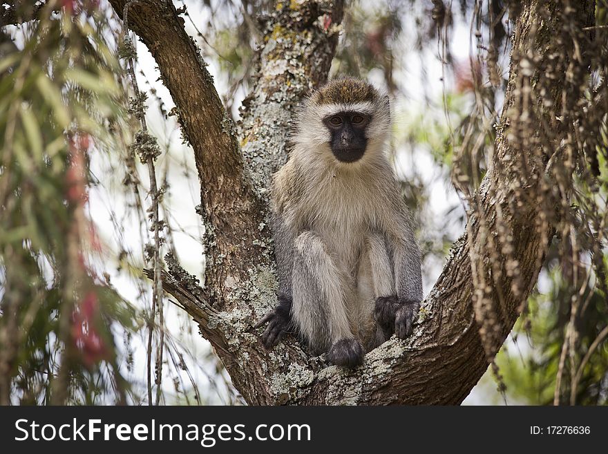 A Vervet Monkey sitting in a tree alone. A Vervet Monkey sitting in a tree alone
