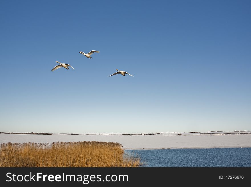 Three swans flying over lake