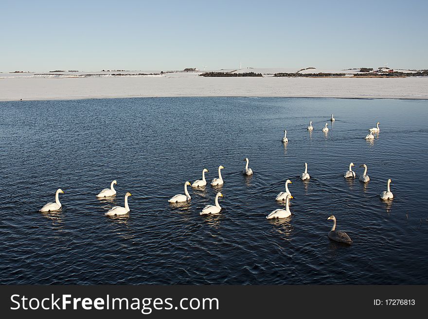 Danish swans swiming around in a lake. Danish swans swiming around in a lake