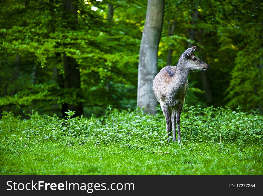 A deer standing alone in the woods. A deer standing alone in the woods