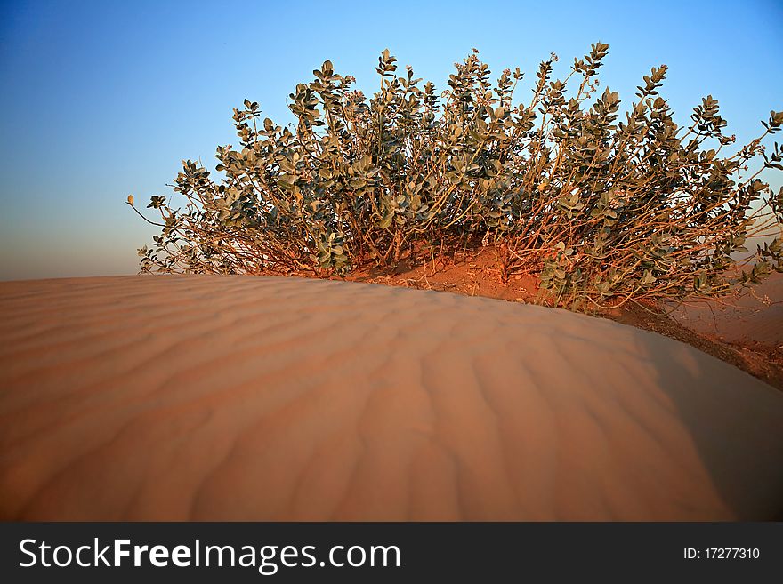Shrubs in the sandy desert. Arabian Peninsula.