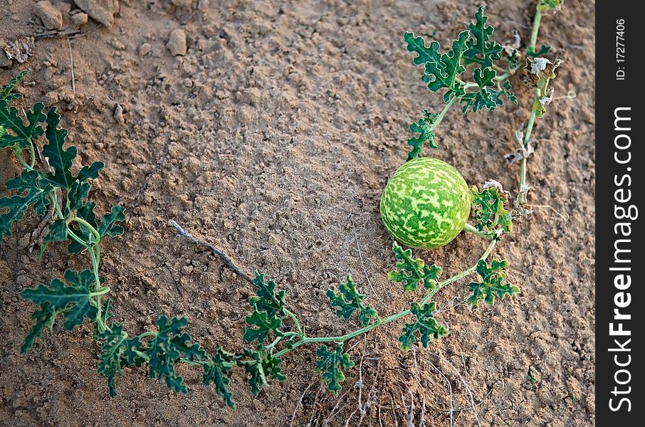 Wild watermelons in the desert. Arabian Peninsula.