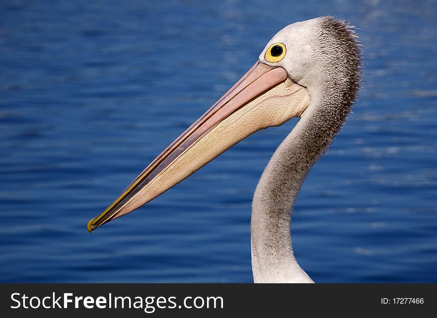 Close up of a pelicans head against a blue water background