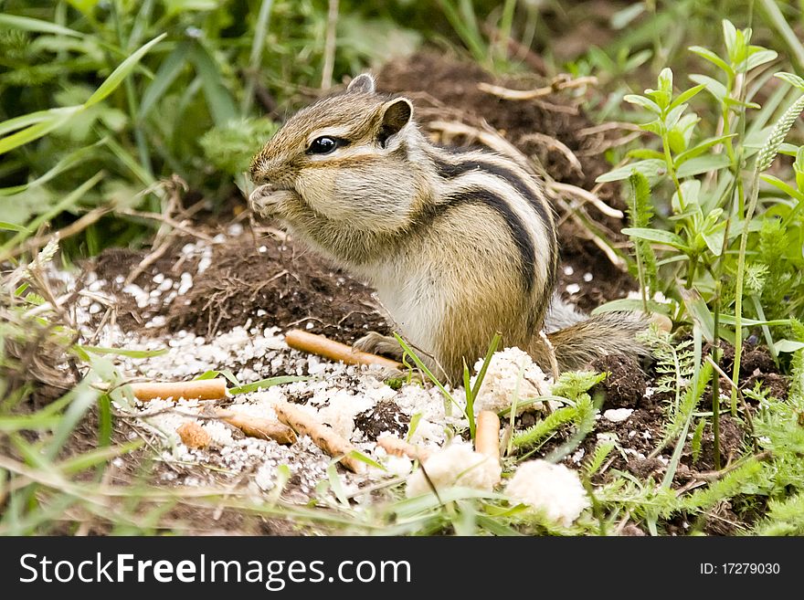 Chipmunk on the nature of the 2010