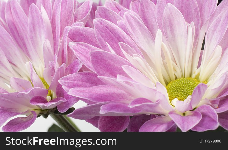 Flowers. Cute pink chrysanthemum for your design
