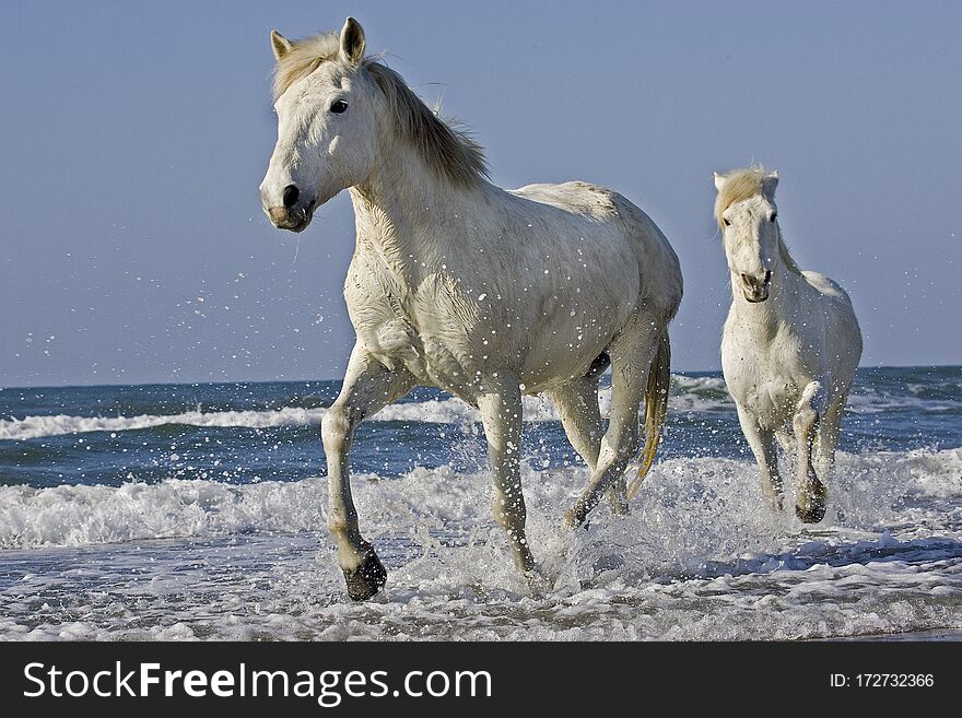 Camargue Horse, Horses standing in Beach, Saintes Marie de la Mer in South East of France. Camargue Horse, Horses standing in Beach, Saintes Marie de la Mer in South East of France