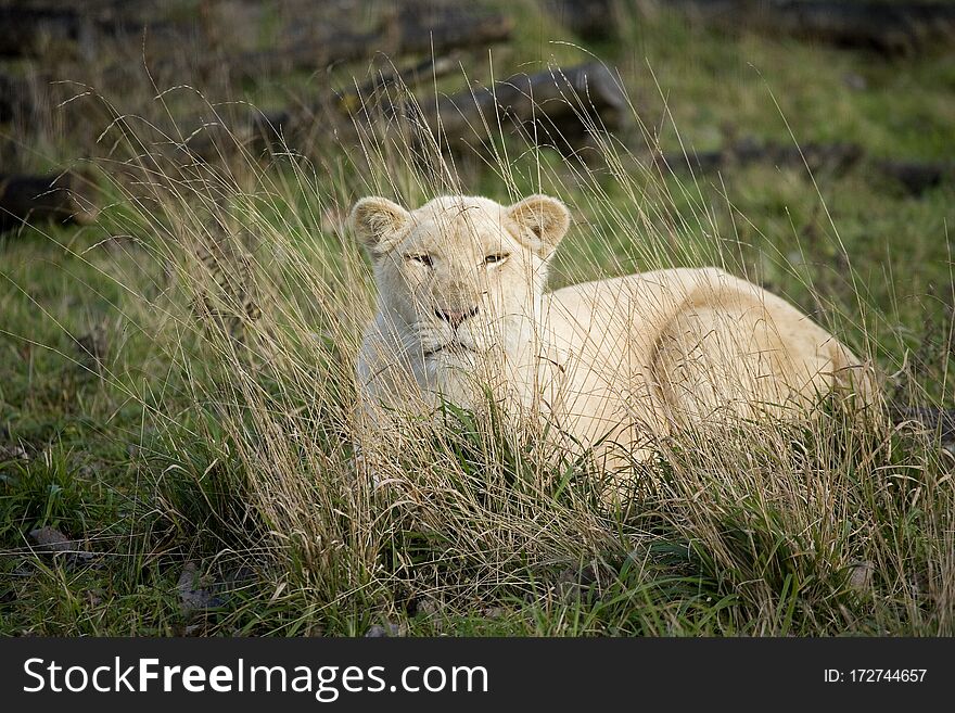 White Lion, panthera leo krugensis, Female Hidden behing Long Grass. White Lion, panthera leo krugensis, Female Hidden behing Long Grass