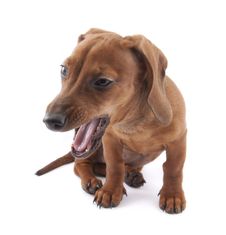 Dachshund Puppy, 3 Months Old Stock Photography