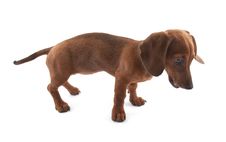 Dachshund Puppy, 3 Months Old Royalty Free Stock Photos