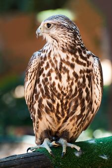 Saker Falcon Stock Photo Saker Falcon Stock Photo